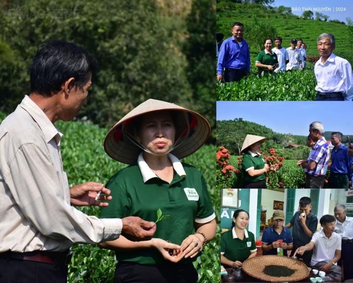 Đánh thức niềm tự hào Đệ nhất danh trà Thái Nguyên