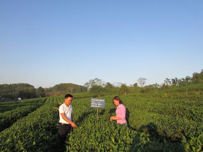 Nâng tầm chất lượng cây chè
