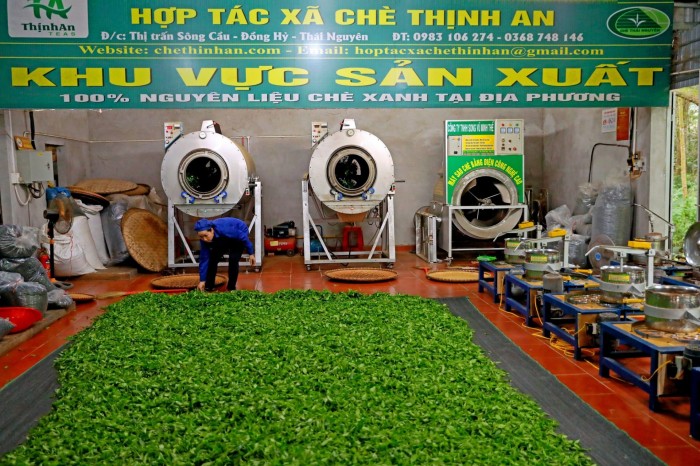 Tạo thuận lợi thu hút đầu tư sản xuất chè công nghệ cao