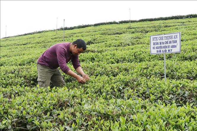 Tiền đề để chè Thái Nguyên vươn xa ra thị trường thế giới