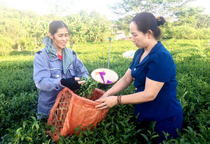 Người đưa hương chè Sông Cầu bay xa