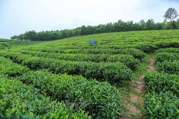 “Vịn” vào hương chè mà đứng dậy