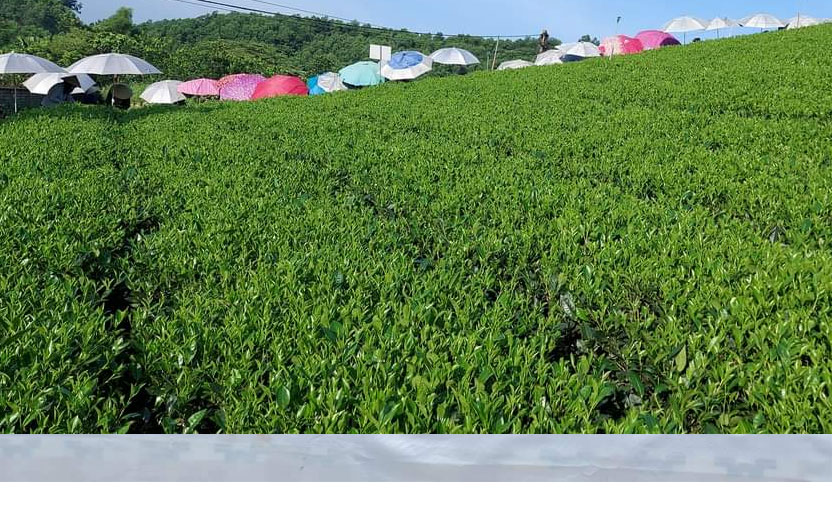 Tầm Nhìn của hợp tác xã chè Thịnh An