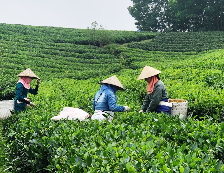 Xây dựng thương hiệu từ sản xuất chè an toàn